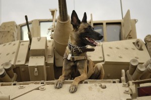 U.S. Air Force military working dog Jackson sits on a U.S. Army M2A3 Bradley Fighting Vehicle before heading out on a mission in Kahn Bani Sahd, Iraq, Feb. 13, 2007. His handler is Tech. Sgt. Harvey Holt, of the 732nd Expeditionary Security Forces Squadron | U.S. Air Force photo by Staff Sgt. Stacy L. Pearsall