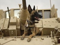 U.S. Air Force military working dog Jackson sits on a U.S. Army M2A3 Bradley Fighting Vehicle before heading out on a mission in Kahn Bani Sahd, Iraq, Feb. 13, 2007. His handler is Tech. Sgt. Harvey Holt, of the 732nd Expeditionary Security Forces Squadron | U.S. Air Force photo by Staff Sgt. Stacy L. Pearsall